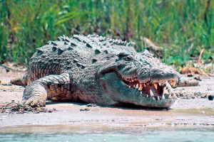 Nil crocodile